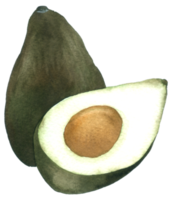 Avocado watercolor hand paint png