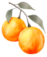 orange akvarell element png