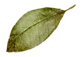 aquarelle élément feuille verte png