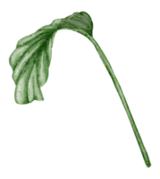 monstera plant akvarell png