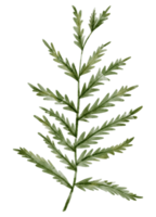 acuarela de elemento de hoja png