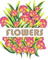 Tulips with letters hand drawn watercolor, EPS10 illustration. For t-shirt design vector