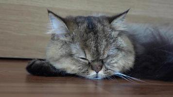 Cat sleep on the foor video