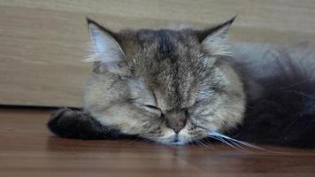 chat dort par terre video