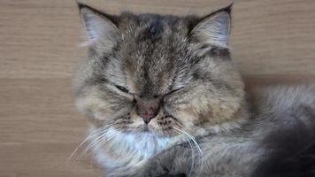 chat dort par terre video