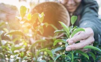 el hombre cosecha recoger hojas de té verde frescas en el campo de té de las tierras altas en chiang mai tailandia - gente local con agricultura en el concepto de naturaleza de las tierras altas foto