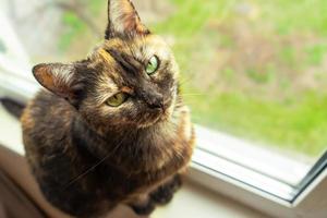 Cute tortoiseshell cat siting on windowsill near window and looking at the camera photo