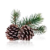 Two pine cones with branch on a white background. photo