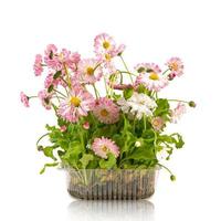 Pink daisy seedling in plastic container isolated on white background photo