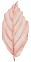 aquarelle de feuilles d'automne png