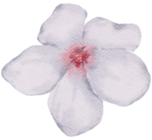 élément de fleur fleur de mariage aquarelle png