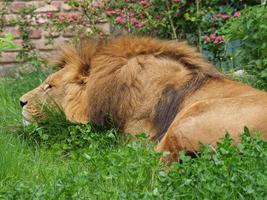 animales en el zoológico foto