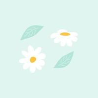 Daisy flowers vector illustration. Flowers and leaves hand drawn