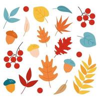 Autumn leaves set, acorns and rowan, isolated on white background. Simple cartoon flat style. Vector illustration clipart. Design for stickers, logo, web and mobile app. Autumn leaf design elements