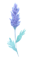 violette Blumenaquarell-Hochzeitsblume png