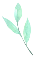 aquarelle élément feuille verte png