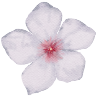 blomma element akvarell bröllop blomma png