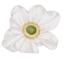 acuarela de flor blanca png