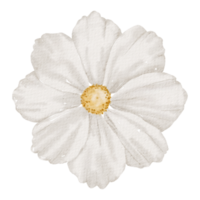 acquerello di fiori bianchi png