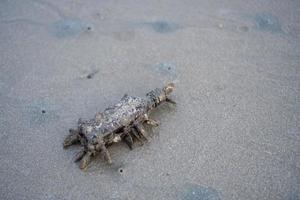 Garbage and marine pollution problems The garbage dump is not a way. Shells embedded with glass bottles. photo