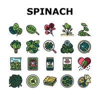 conjunto de iconos de ingredientes de restaurante saludable de espinacas vector
