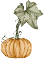 aquarelle de citrouille d'automne png