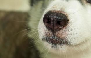 The nose area of  dogs. It has a black nose and white hair. photo