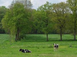 cows in the german muensterland photo