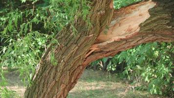 árvore quebrada após forte tempestade no parque. video