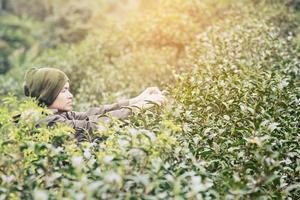 el hombre cosecha recoger hojas de té verde frescas en el campo de té de las tierras altas en chiang mai tailandia - gente local con agricultura en el concepto de naturaleza de las tierras altas foto