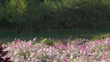 molti colori diversi sullo sfondo di alberi verdi, che ondeggiano dal piccolo vento in una giornata di sole video