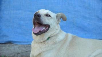 witte hond met open mond tijdens extreme hitte