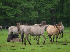 wild horses in germany photo