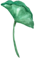 lotus akvarell handfärg png