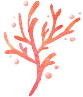korall akvarell handfärg png