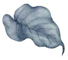 aquarelle élément feuille png