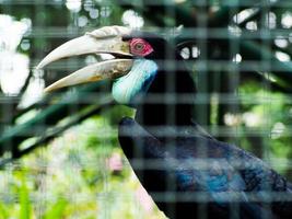 imagen de buceros o aves hornbill en un zoológico foto