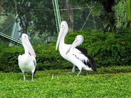 Picture of Pelicans, a genus of large water birds that make up the family Pelecanidae photo