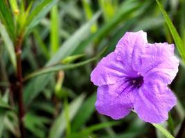 Picture of plants at the garden, can be used for wallpaper or background. photo