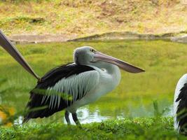Picture of Pelicans, a genus of large water birds that make up the family Pelecanidae photo