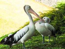 Picture of Pelicans, a genus of large water birds that make up the family Pelecanidae photo