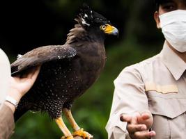 Picture of a Javanese Eagle or Elang Jawa, Nisaetus bartelsi on a zoo photo