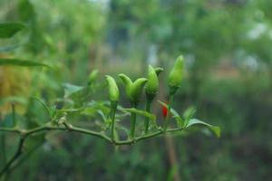 Hot chili peppers growing plant. Red and green Chile peppers plant photo