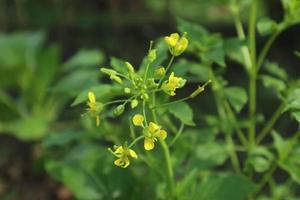 A Yellow Plant on a Field that Grows in the Fall. Photo a Common Field Weed, Field Mustard