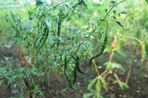 Hot chili peppers growing plant. Red and green Chile peppers plant photo