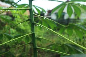 sweet potato leaves with dew photo. Growing leaf of sweet potato. photo