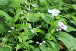 Elegant commelina flowers in garden. Elegant the dayflowers in garden photo