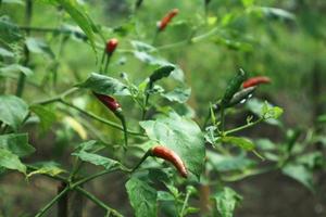 Hot chili peppers growing plant. Red and green Chile peppers plant photo