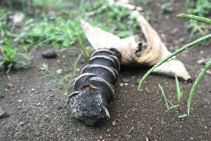 Wild soil in garden photography photo