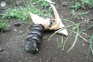 Wild soil in garden photography photo